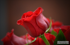 玫瑰正式成为济南市花 进入“双市花”时代